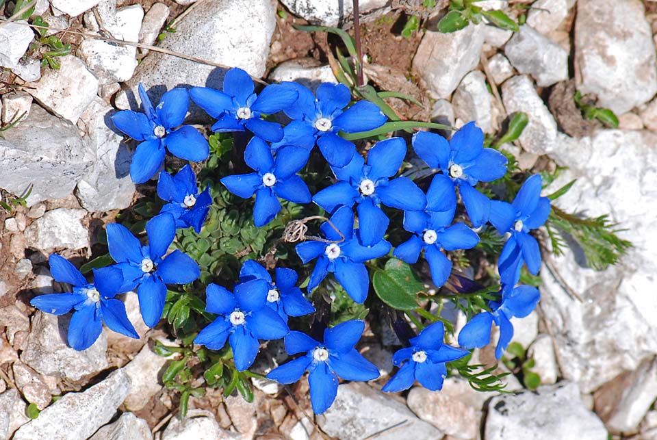 Gentiana terglouensis / Genziana del Monte Tricorno